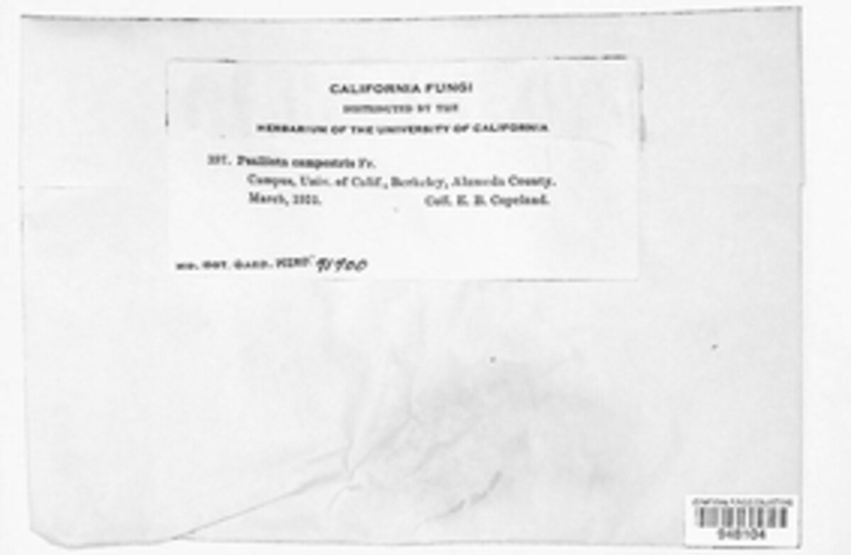 Psalliota image